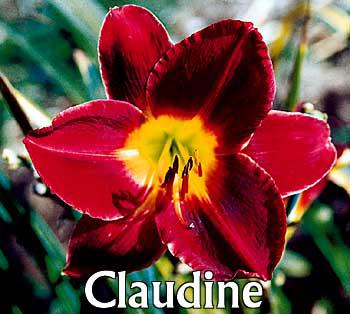 mon fleure bien aimer 